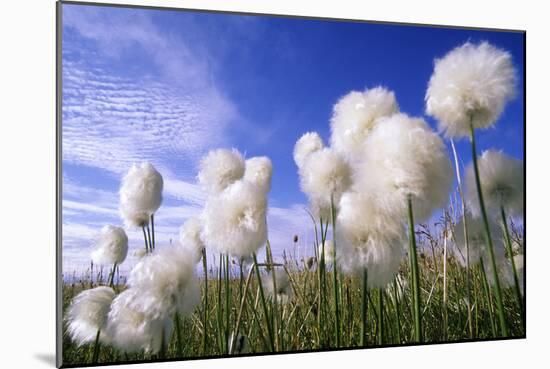 Cottongrass Sp, a Very Typical Plant in Marshes-Andrey Zvoznikov-Mounted Photographic Print