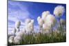 Cottongrass Sp, a Very Typical Plant in Marshes-Andrey Zvoznikov-Mounted Photographic Print