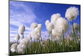 Cottongrass Sp, a Very Typical Plant in Marshes-Andrey Zvoznikov-Mounted Photographic Print