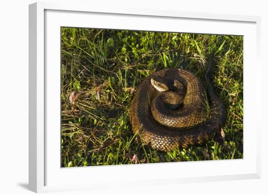 Cottonmouth. Little St Simons Island, Barrier Islands, Georgia-Pete Oxford-Framed Photographic Print