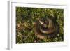 Cottonmouth. Little St Simons Island, Barrier Islands, Georgia-Pete Oxford-Framed Photographic Print