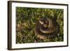 Cottonmouth. Little St Simons Island, Barrier Islands, Georgia-Pete Oxford-Framed Photographic Print