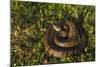 Cottonmouth. Little St Simons Island, Barrier Islands, Georgia-Pete Oxford-Mounted Photographic Print