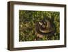 Cottonmouth. Little St Simons Island, Barrier Islands, Georgia-Pete Oxford-Framed Photographic Print