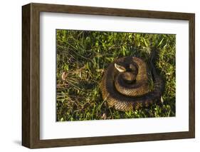 Cottonmouth. Little St Simons Island, Barrier Islands, Georgia-Pete Oxford-Framed Photographic Print