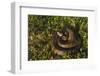 Cottonmouth. Little St Simons Island, Barrier Islands, Georgia-Pete Oxford-Framed Photographic Print