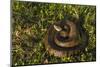 Cottonmouth. Little St Simons Island, Barrier Islands, Georgia-Pete Oxford-Mounted Photographic Print