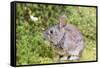 Cottontail rabbit at Portland Japanese Garden, Oregon.-William Sutton-Framed Stretched Canvas