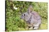 Cottontail rabbit at Portland Japanese Garden, Oregon.-William Sutton-Stretched Canvas