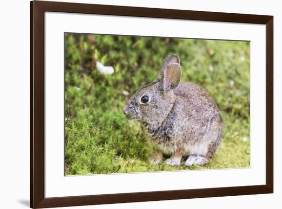 Cottontail rabbit at Portland Japanese Garden, Oregon.-William Sutton-Framed Photographic Print