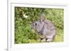 Cottontail rabbit at Portland Japanese Garden, Oregon.-William Sutton-Framed Photographic Print