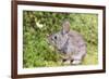 Cottontail rabbit at Portland Japanese Garden, Oregon.-William Sutton-Framed Photographic Print