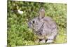 Cottontail rabbit at Portland Japanese Garden, Oregon.-William Sutton-Mounted Photographic Print