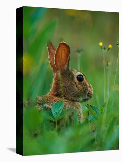Cottontail Rabbit in the Grass-Joe McDonald-Stretched Canvas