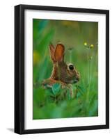 Cottontail Rabbit in the Grass-Joe McDonald-Framed Photographic Print