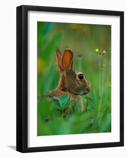 Cottontail Rabbit in the Grass-Joe McDonald-Framed Photographic Print