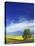 Cottonwood and Canola fields, Whitman County, Washington, USA-Charles Gurche-Stretched Canvas