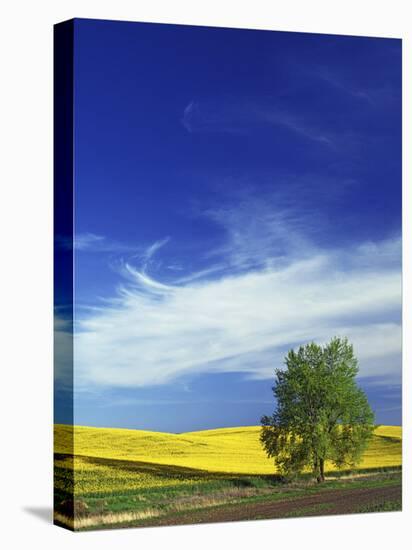 Cottonwood and Canola fields, Whitman County, Washington, USA-Charles Gurche-Stretched Canvas