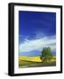 Cottonwood and Canola fields, Whitman County, Washington, USA-Charles Gurche-Framed Photographic Print