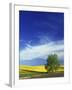 Cottonwood and Canola fields, Whitman County, Washington, USA-Charles Gurche-Framed Photographic Print