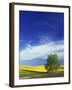 Cottonwood and Canola fields, Whitman County, Washington, USA-Charles Gurche-Framed Photographic Print