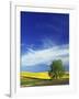 Cottonwood and Canola fields, Whitman County, Washington, USA-Charles Gurche-Framed Photographic Print