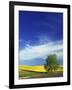 Cottonwood and Canola fields, Whitman County, Washington, USA-Charles Gurche-Framed Photographic Print