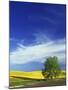 Cottonwood and Canola fields, Whitman County, Washington, USA-Charles Gurche-Mounted Photographic Print