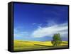 Cottonwood and Canola fields, Whitman County, Washington, USA-Charles Gurche-Framed Stretched Canvas