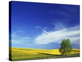 Cottonwood and Canola fields, Whitman County, Washington, USA-Charles Gurche-Stretched Canvas