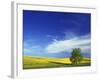 Cottonwood and Canola fields, Whitman County, Washington, USA-Charles Gurche-Framed Photographic Print