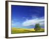 Cottonwood and Canola fields, Whitman County, Washington, USA-Charles Gurche-Framed Photographic Print