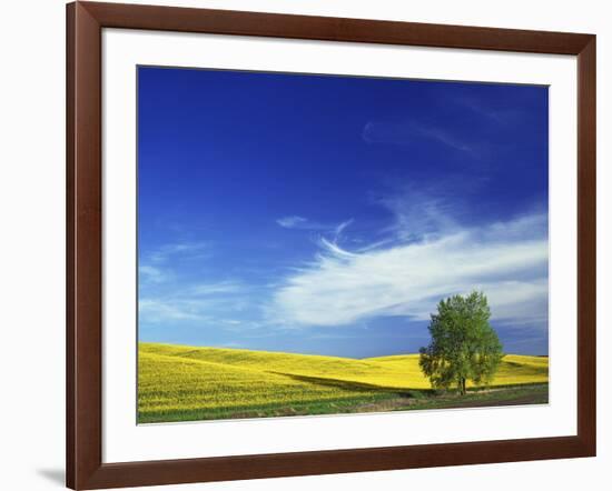 Cottonwood and Canola fields, Whitman County, Washington, USA-Charles Gurche-Framed Photographic Print