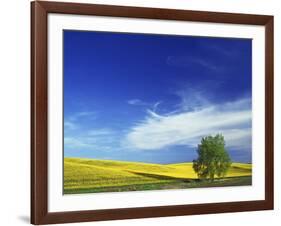 Cottonwood and Canola fields, Whitman County, Washington, USA-Charles Gurche-Framed Photographic Print