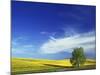 Cottonwood and Canola fields, Whitman County, Washington, USA-Charles Gurche-Mounted Photographic Print