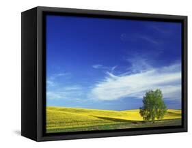 Cottonwood and Canola fields, Whitman County, Washington, USA-Charles Gurche-Framed Stretched Canvas