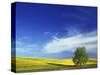 Cottonwood and Canola fields, Whitman County, Washington, USA-Charles Gurche-Stretched Canvas