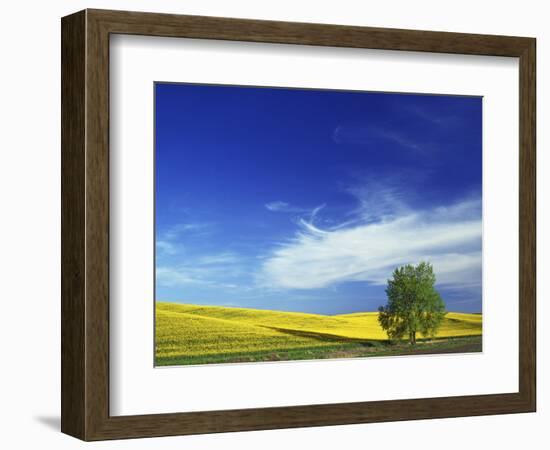 Cottonwood and Canola fields, Whitman County, Washington, USA-Charles Gurche-Framed Photographic Print