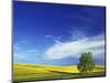 Cottonwood and Canola fields, Whitman County, Washington, USA-Charles Gurche-Mounted Photographic Print