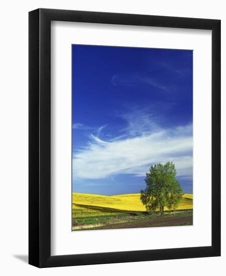 Cottonwood and Canola fields, Whitman County, Washington, USA-Charles Gurche-Framed Photographic Print