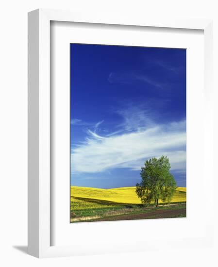 Cottonwood and Canola fields, Whitman County, Washington, USA-Charles Gurche-Framed Photographic Print