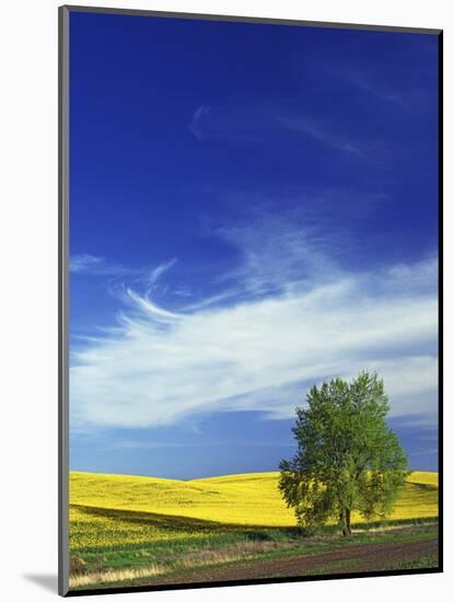 Cottonwood and Canola fields, Whitman County, Washington, USA-Charles Gurche-Mounted Photographic Print