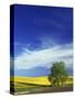 Cottonwood and Canola fields, Whitman County, Washington, USA-Charles Gurche-Stretched Canvas