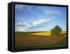 Cottonwood and Palouse Fields, Whitman County, Washington, USA-Charles Gurche-Framed Stretched Canvas