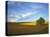 Cottonwood and Palouse Fields, Whitman County, Washington, USA-Charles Gurche-Stretched Canvas