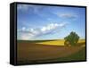 Cottonwood and Palouse Fields, Whitman County, Washington, USA-Charles Gurche-Framed Stretched Canvas