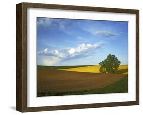 Cottonwood and Palouse Fields, Whitman County, Washington, USA-Charles Gurche-Framed Premium Photographic Print