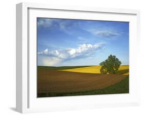 Cottonwood and Palouse Fields, Whitman County, Washington, USA-Charles Gurche-Framed Premium Photographic Print