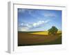 Cottonwood and Palouse Fields, Whitman County, Washington, USA-Charles Gurche-Framed Photographic Print