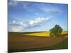 Cottonwood and Palouse Fields, Whitman County, Washington, USA-Charles Gurche-Mounted Photographic Print